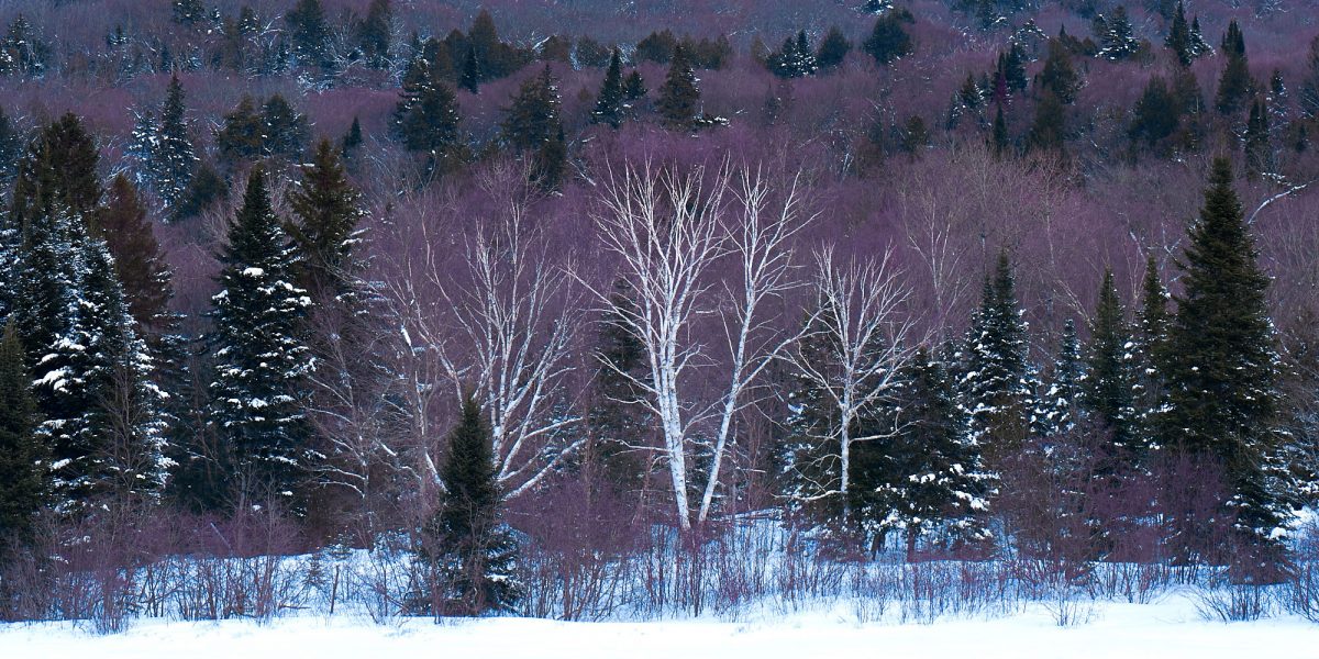 photo-de-nature-aux-couleurs-mauve-et-bleu-en-hiver