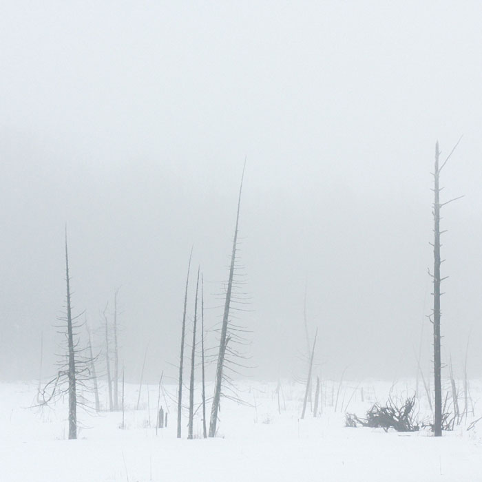 photo-de-nature-en-hiver-par-bruno-larue-photographe